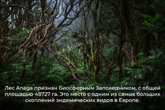 Леса