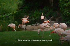Парки